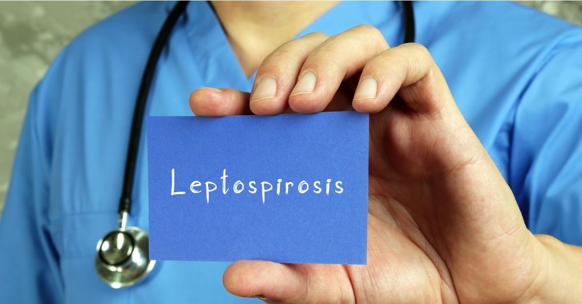 Leptospirosis: Types, Causes  Symptoms, Treatment and Prevention