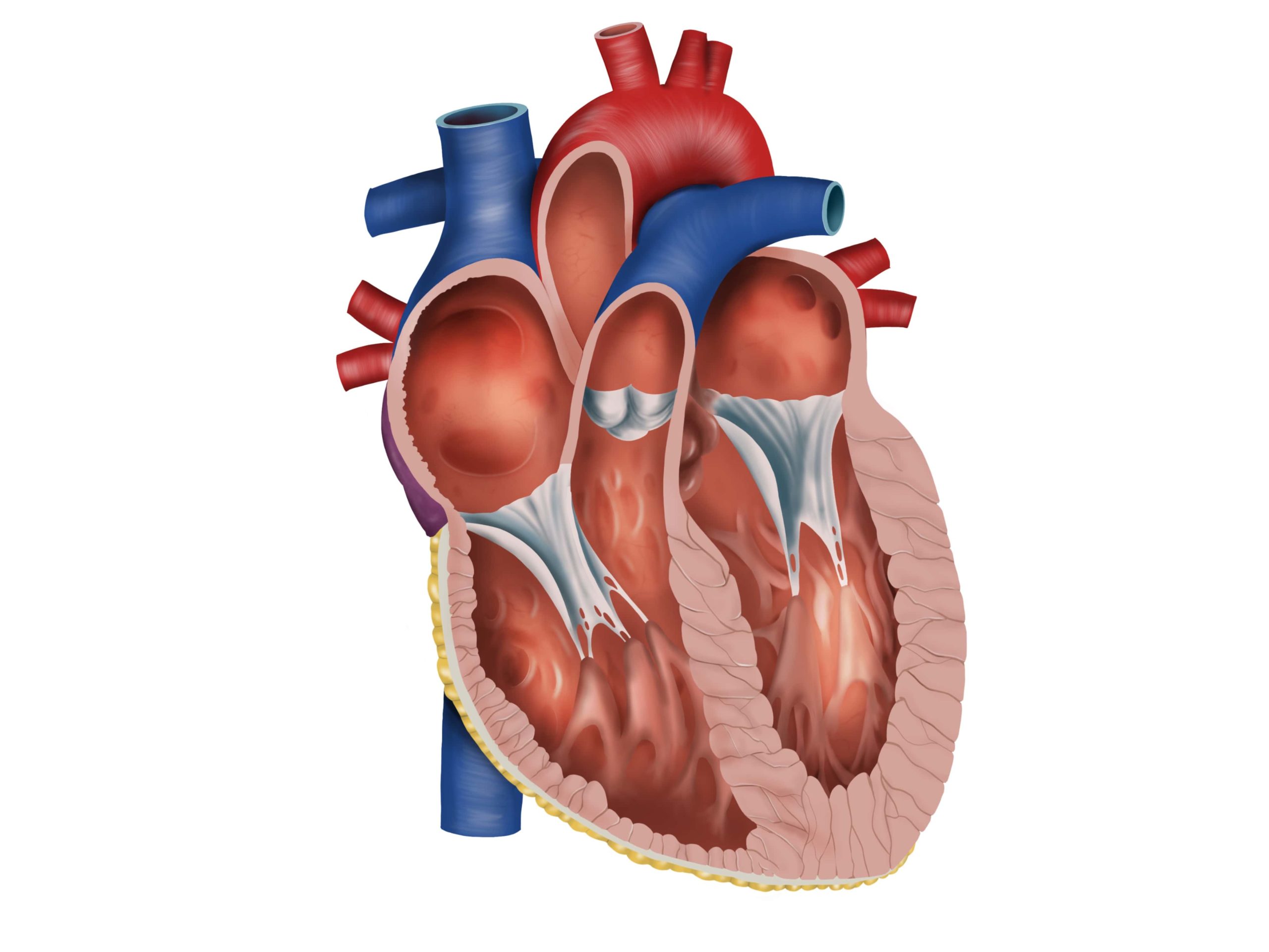 Pulmonary Valve Disease – Causes, Symptoms and Treatment