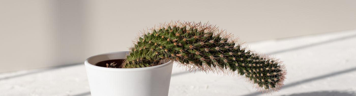 Erectile Dysfunction