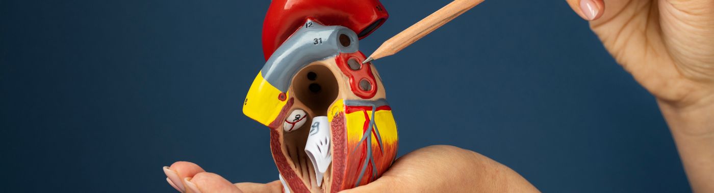 Myocardial Bridge - Causes, Symptoms, Diagnosis, Treatment, and Prevention