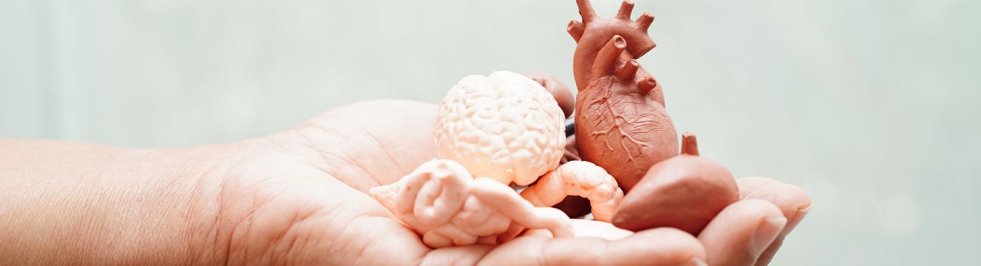 Organ Transplant - Procedures, Preparation, Cost, and Recovery