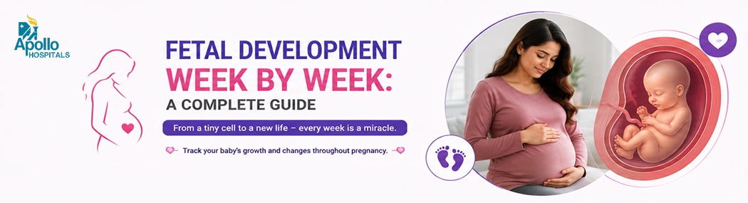 Fetal Development Week by Week: Baby Growth During Pregnancy