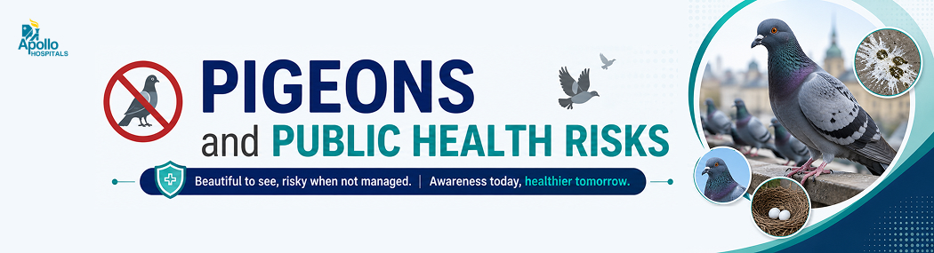 Pigeons and Public Health Risks You Should Know