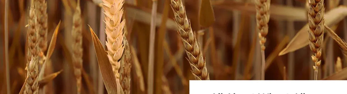 All About Wheat Allergy