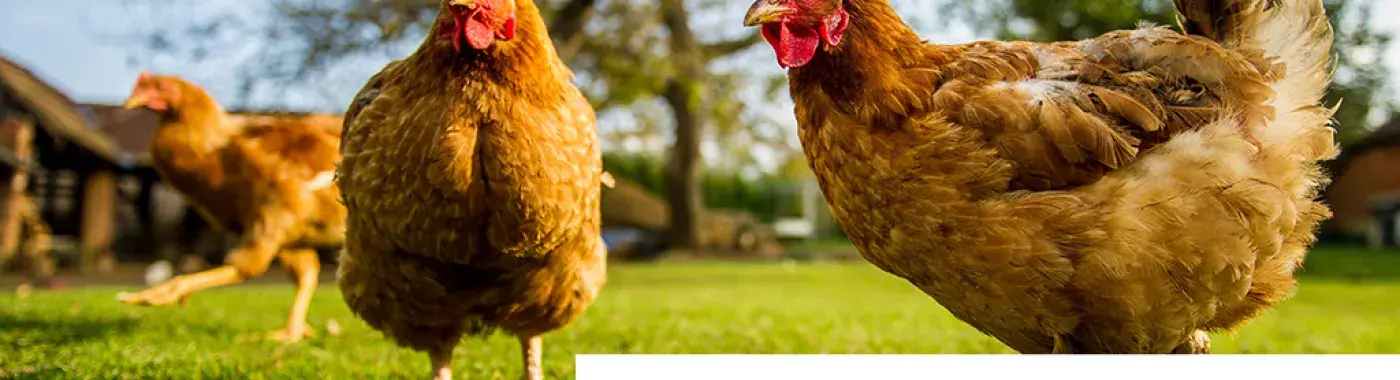 Symptoms, causes and cure for Bird Flu