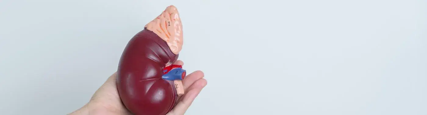 Adrenocortical Carcinoma - Causes, Symptoms, Diagnosis, Treatment, and Prevention