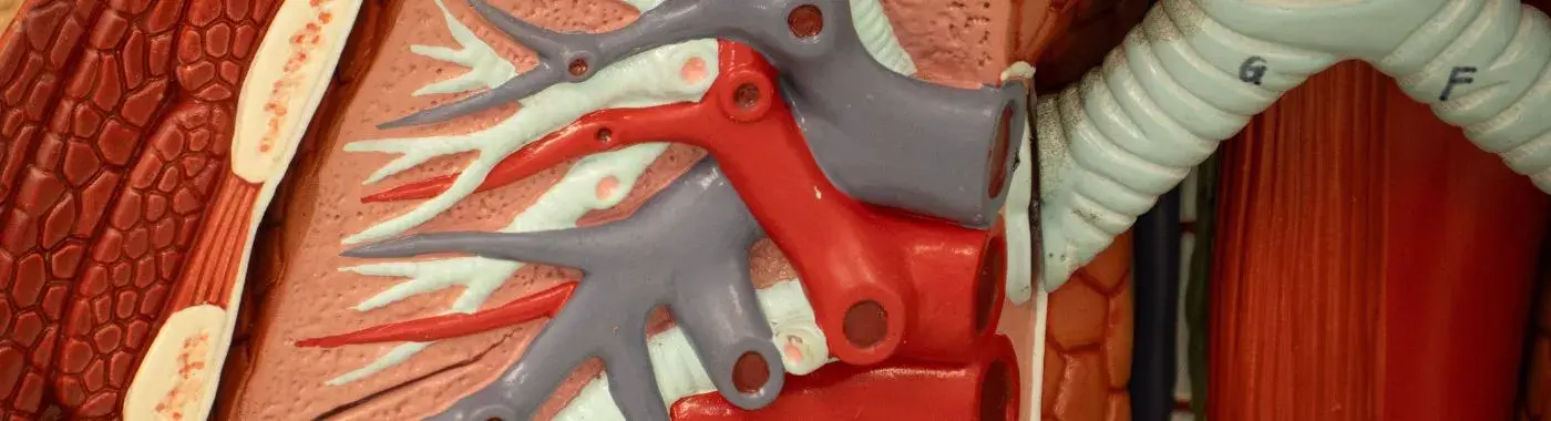 Bronchogenic Cysts - Causes, Symptoms, Diagnosis, Treatment, and Prevention